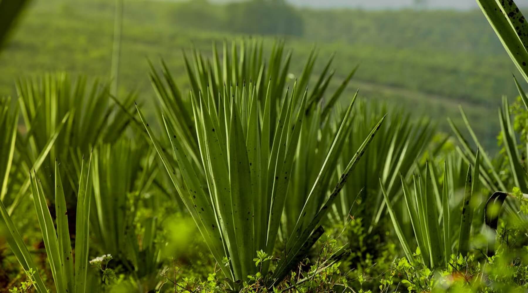 A field of agave plants, showcasing their distinctive leaf structure and highlighting the Sisal fabric vs Sisal rope