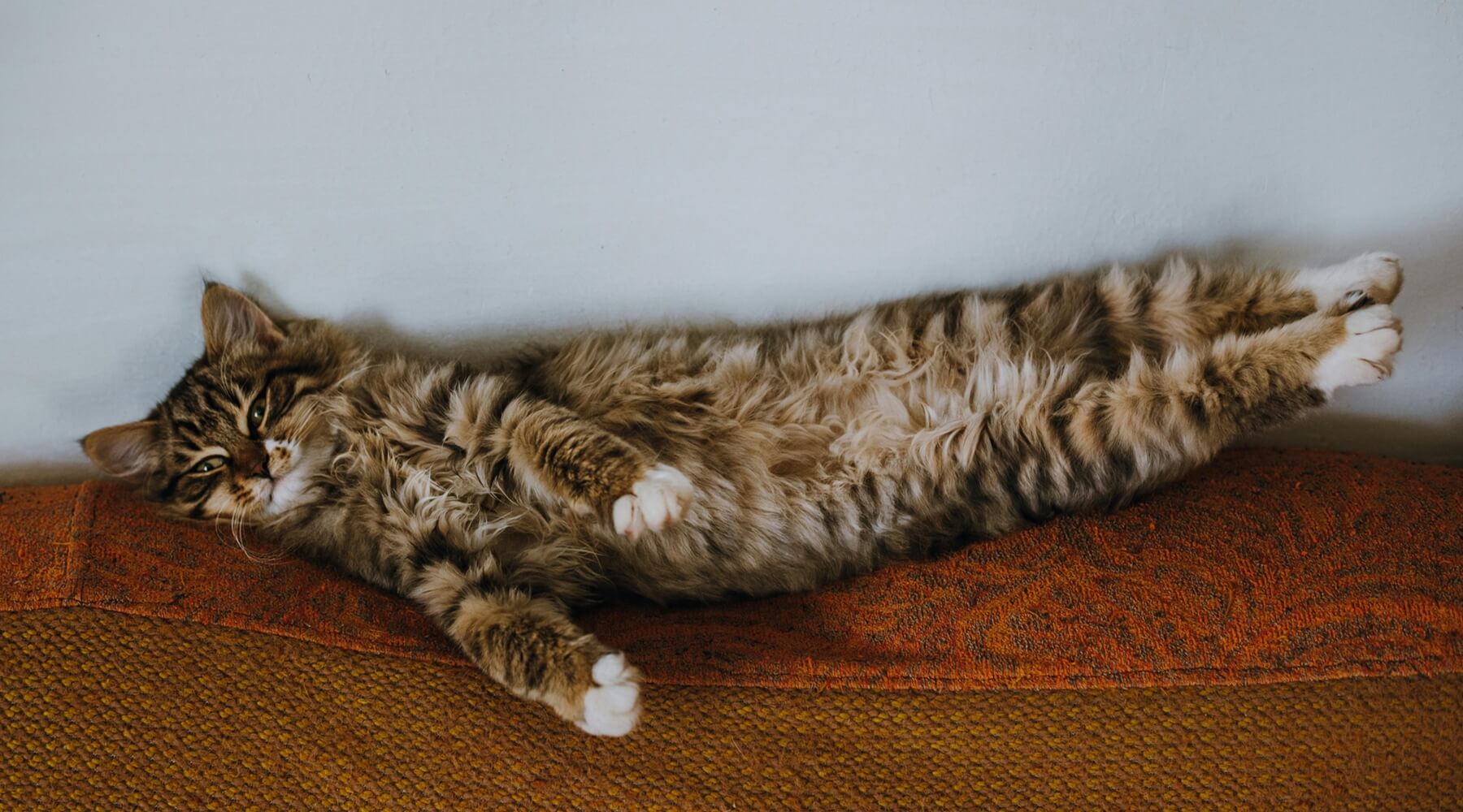 A long-haired cat stretches out on its back across a textured orange couch, illustrating comfort on what could be considered one of the best couch materials for cats