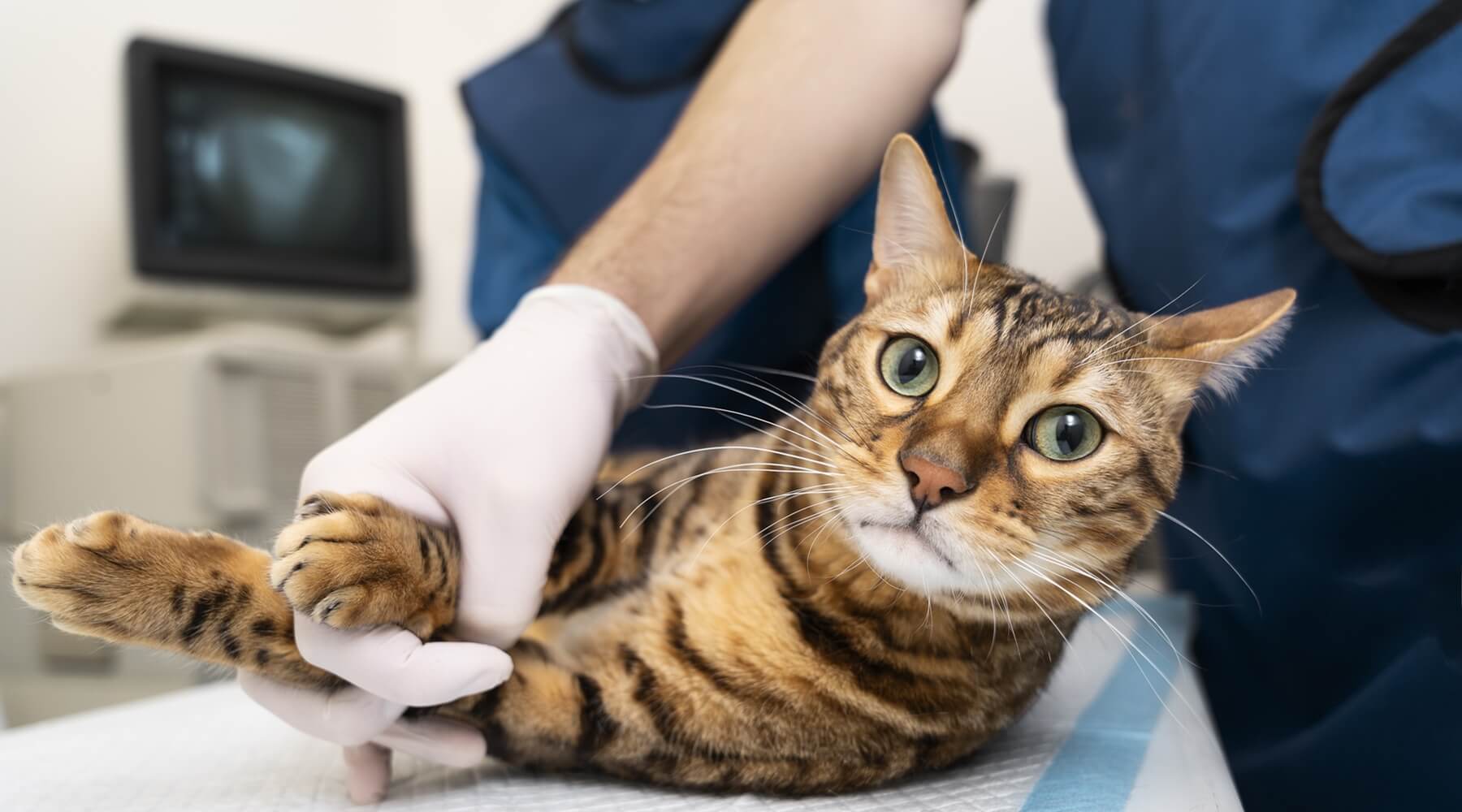 A Bengal cat being examined by a vet, a reminder that declawing cats is a harmful and bad practice