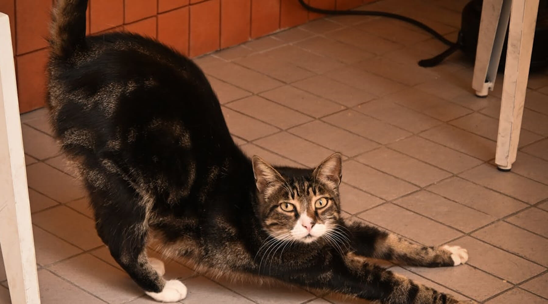 A black and brown tabby cat with white paws scratch the floor after eating, stretching its front legs out on a beige tiled floor