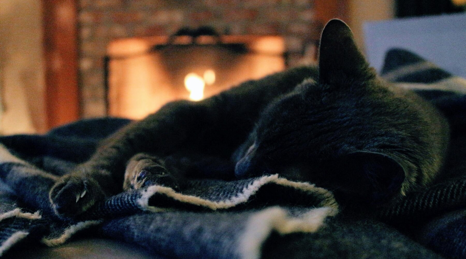A black cat is sleeping soundly on a cozy blanket, reminding us that senior cats still need scratching posts to maintain their happiness