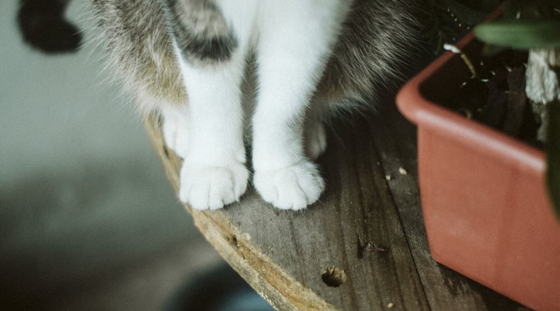 A cat's paws, underscoring the need to avoid declawing due to its negative side effects on feline health