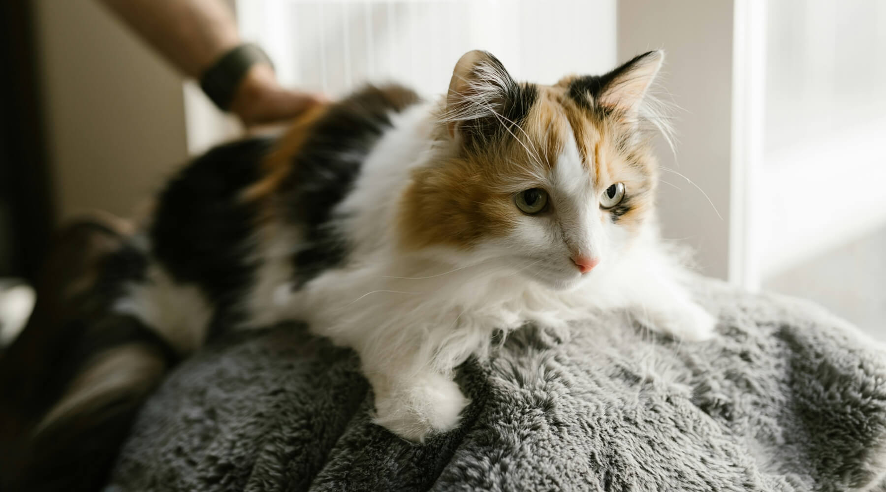 A cat with long fur is lounging on a gray blanket while a person's hand gently pets its back, possibly for cat scratching for attention