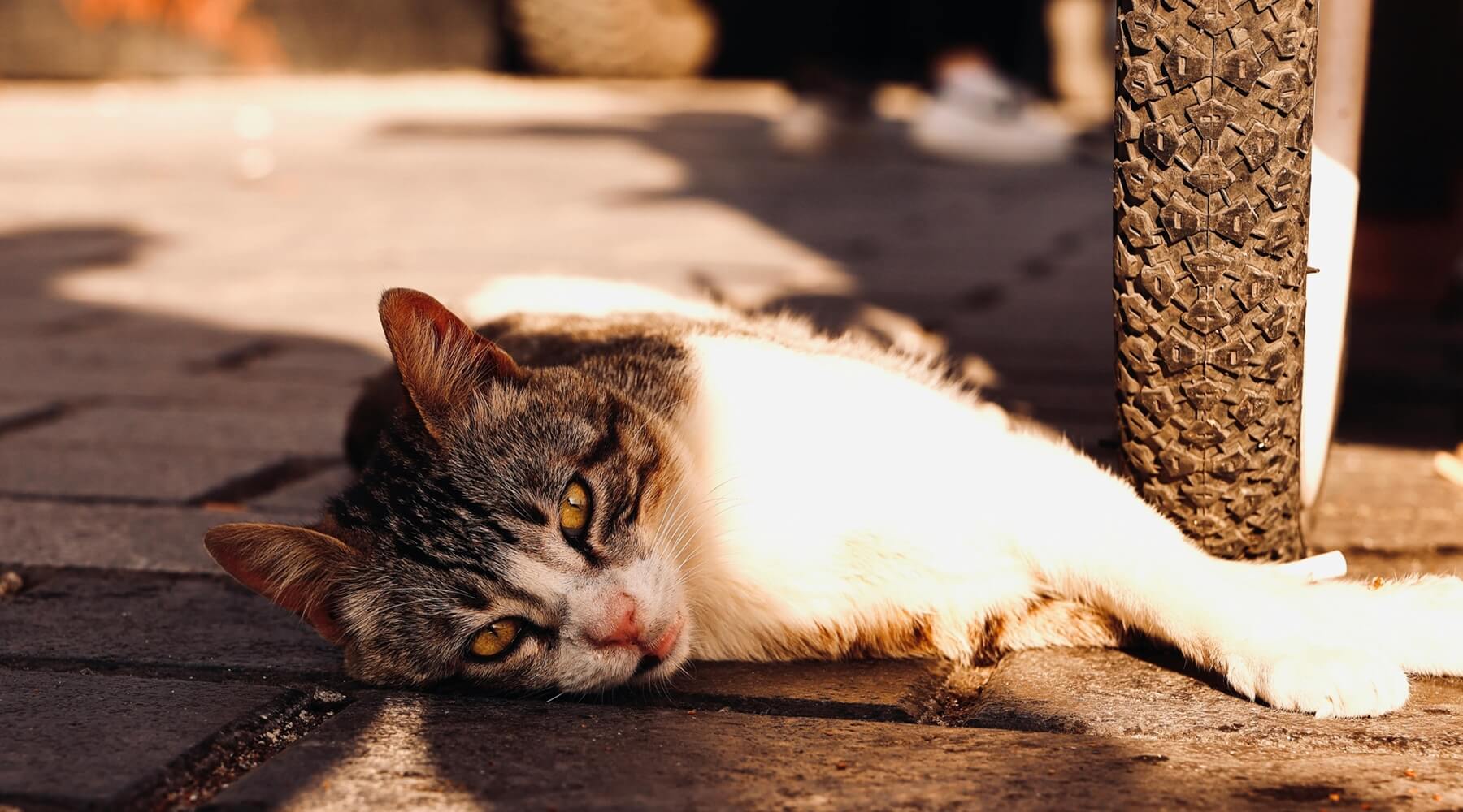A close-up of a cat napping in what appears to be a warm environment, a reminder of the risks of heatstroke in cats