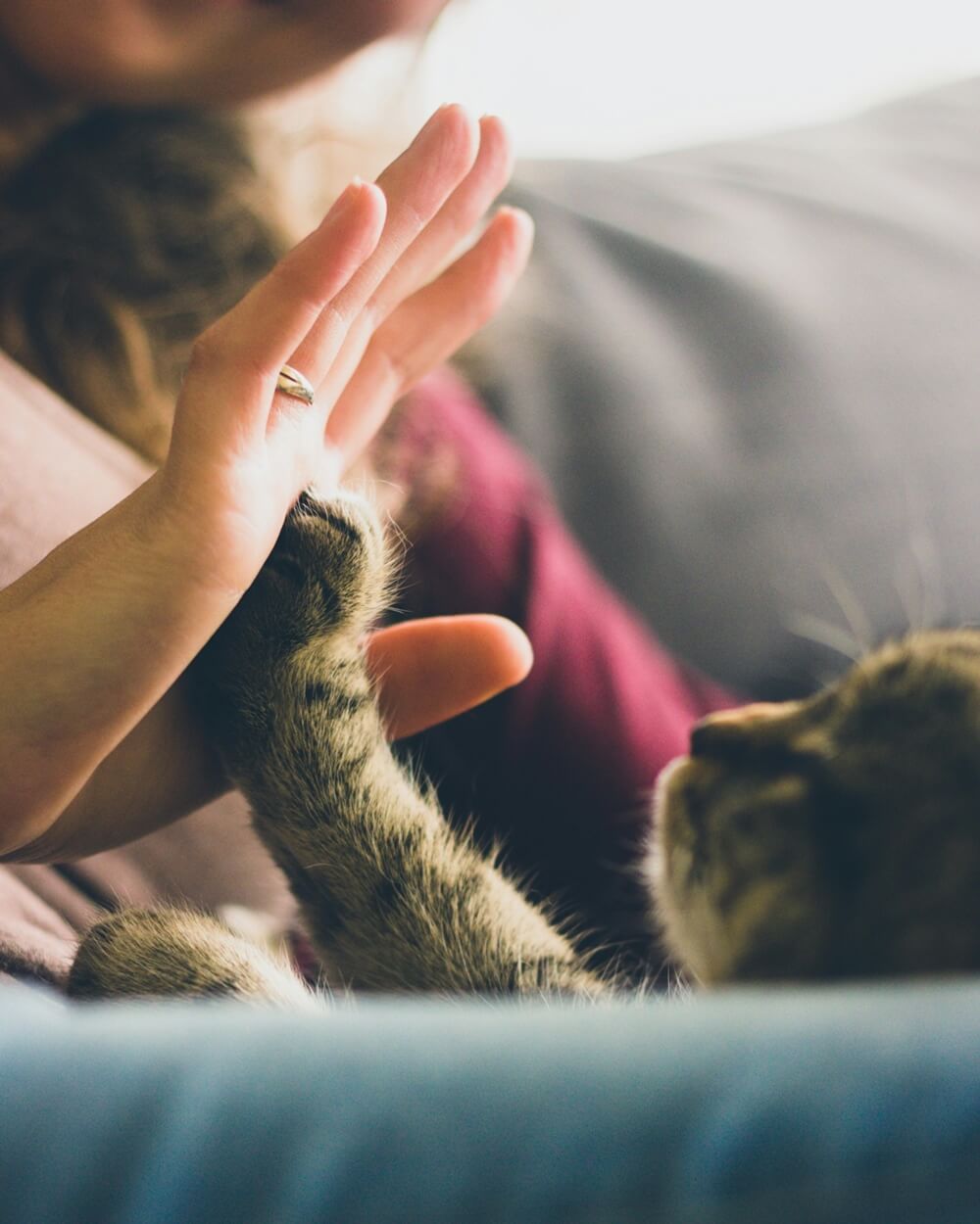 A person touching paws with a brown cat's paw.