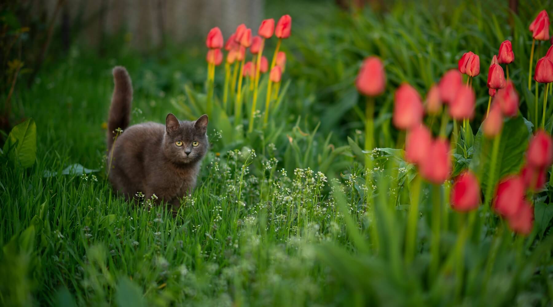 A grey cat among red tulip flowers, highlighting the danger of poisonous spring flowers for cats