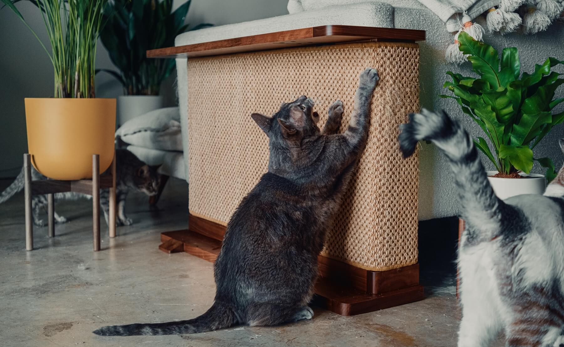 A grey cat is standing on its hind legs and actively scratching Cat-e-Corner with a natural sisal surface. This piece of furniture is an example of effective sisal scratchers for cats