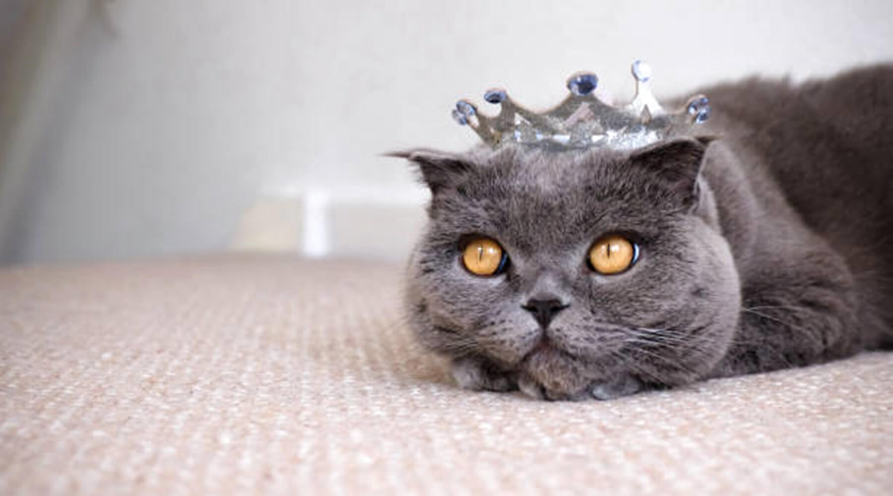 A grey cat with yellow eyes wearing a small crown, highlighting the Respect Your Cat Day