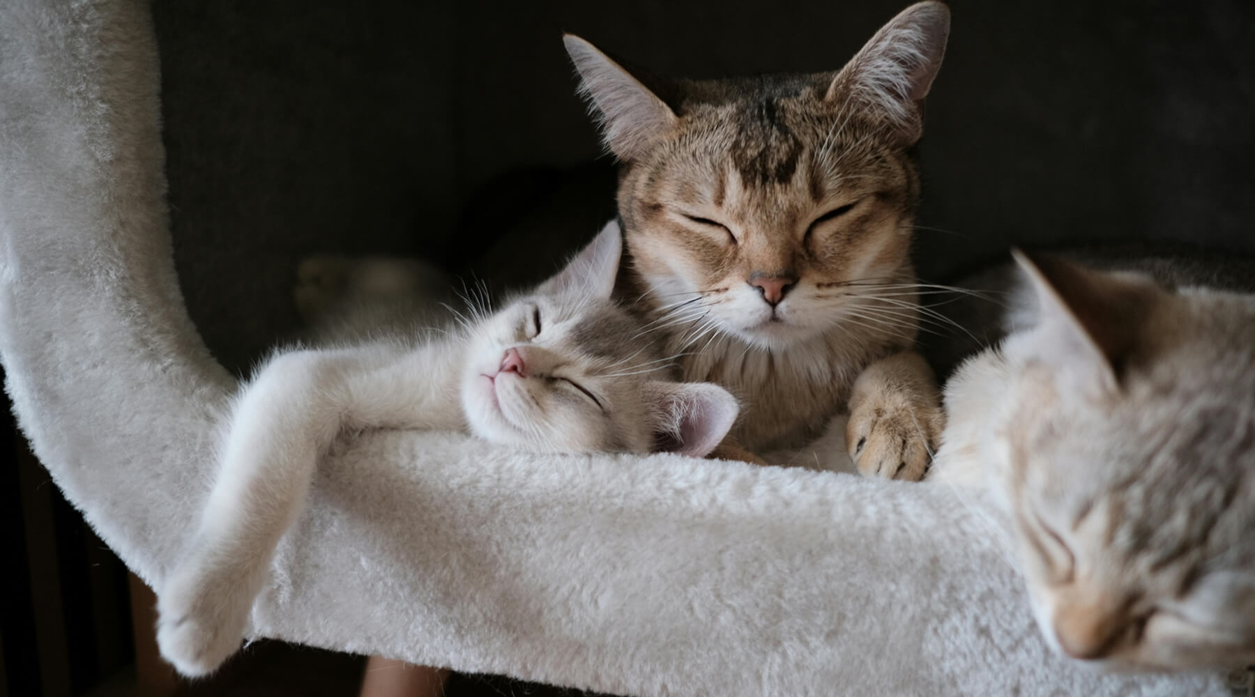 Do Cats Sleep More in Winter? A sweet moment of a mother cat and her kittens sleeping together