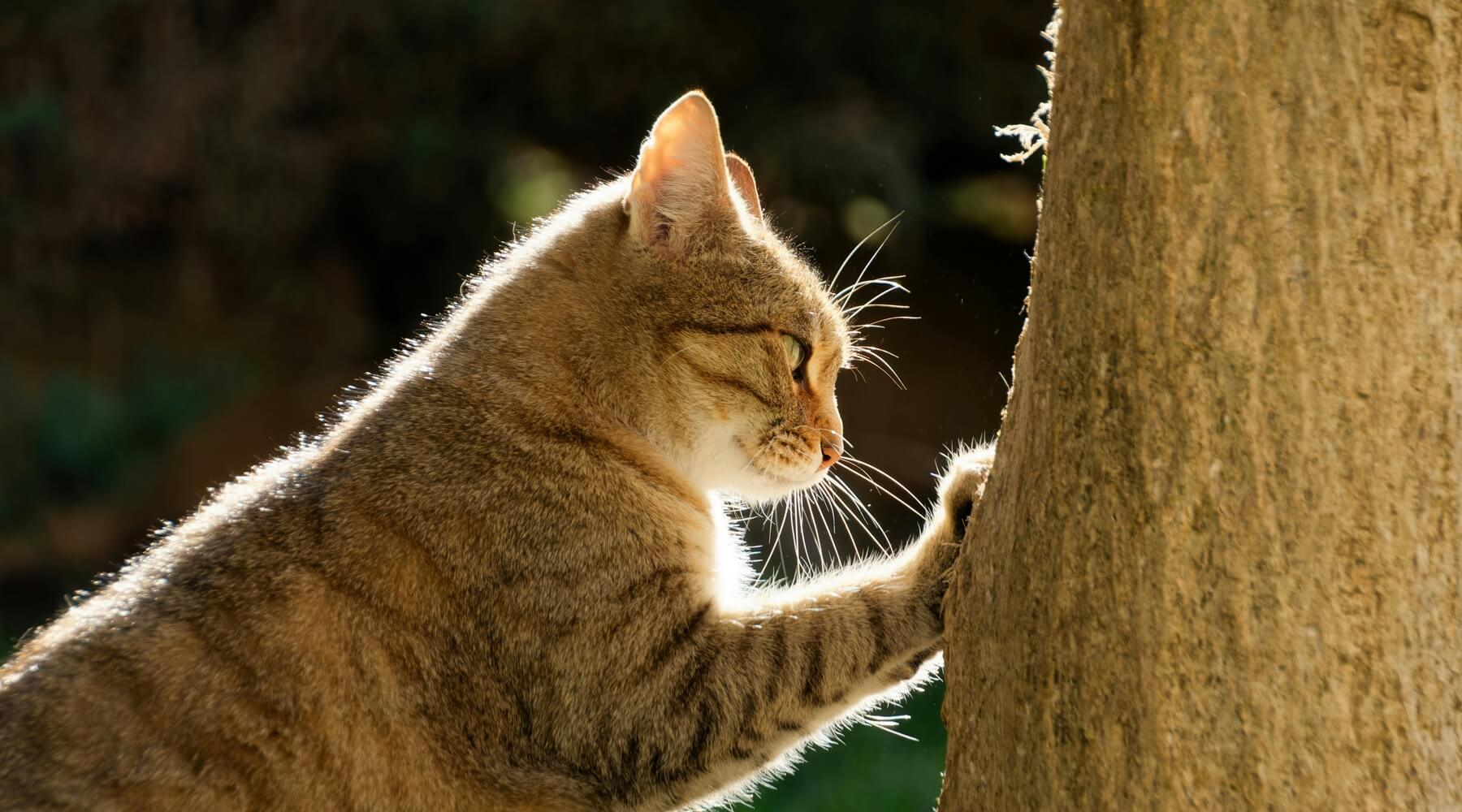 A tabby cat shows its scratching style by clawing at a textured tree trunk