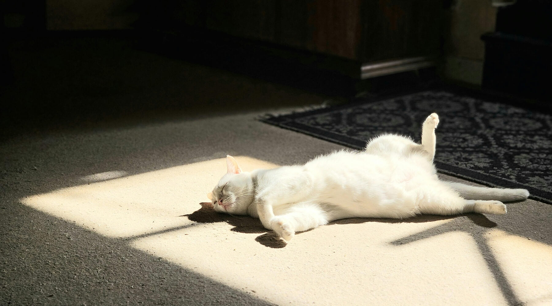 A white indoor cat lies sprawled on its back in a patch of sunlight on a carpet, as if this cat never scratches.