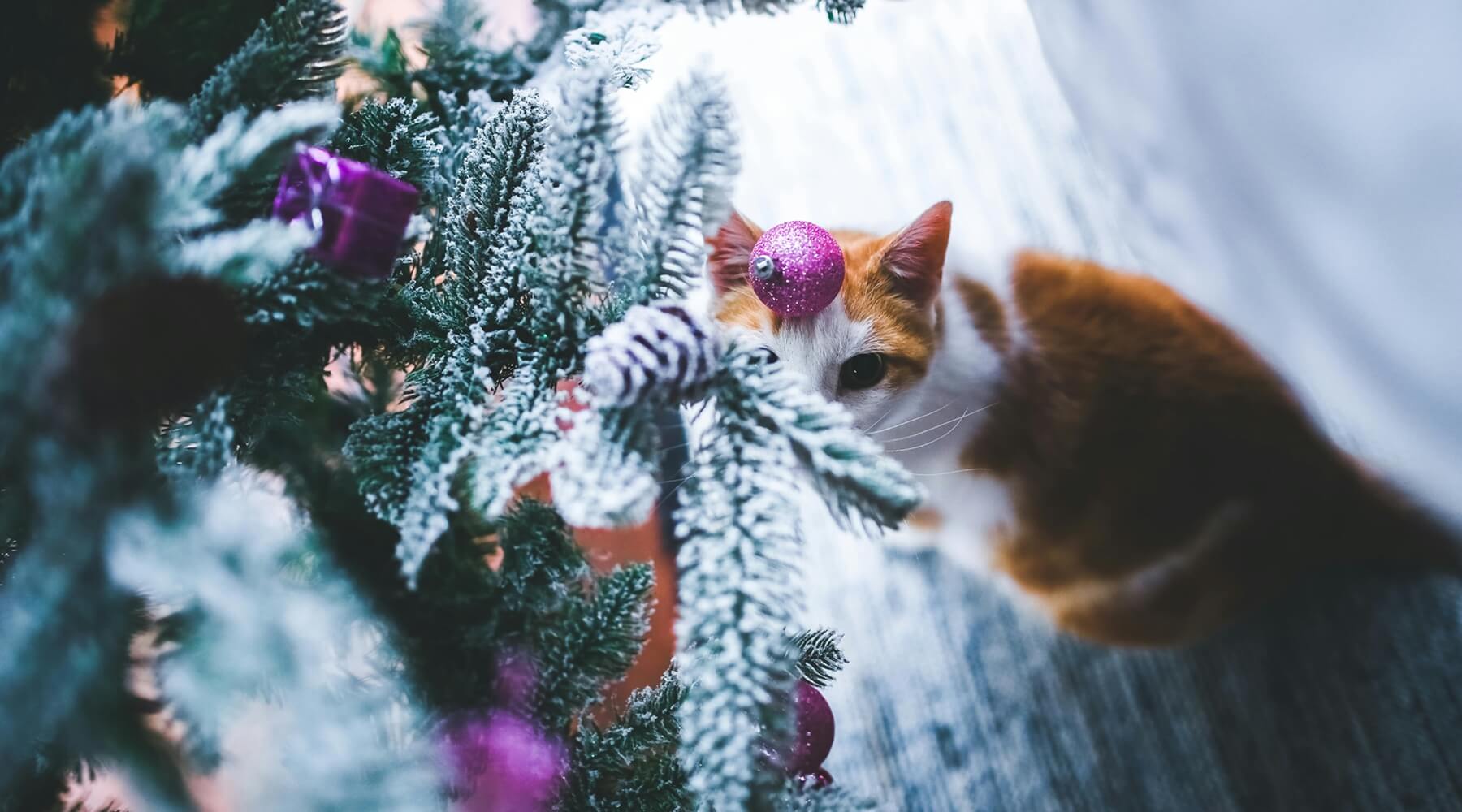 An orange and white cat peers from behind the snow-dusted branches of a Christmas tree, highlighting the topic of Christmas trees dangerous for cats