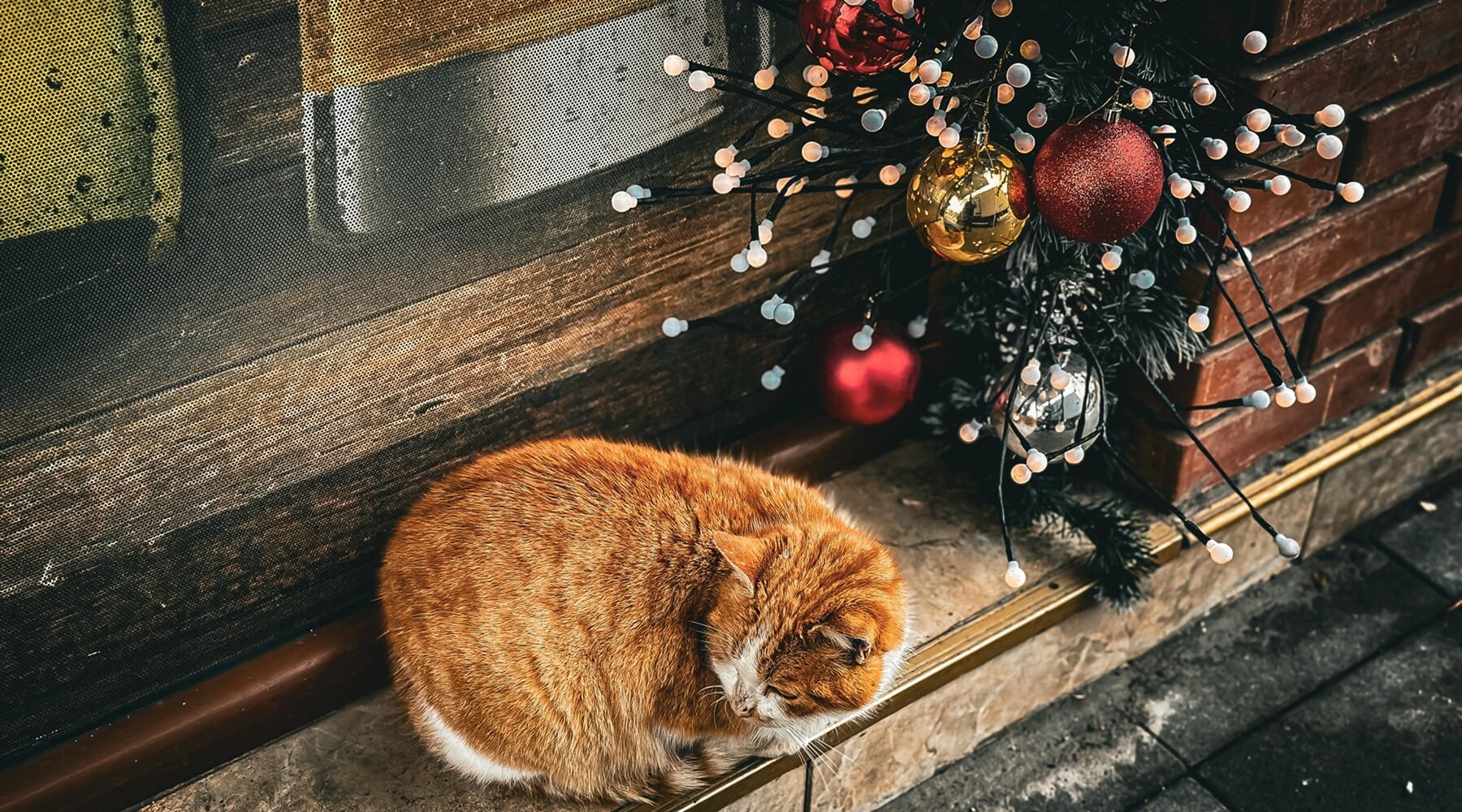 An orange cat is curled up and sleeping peacefully by a window sill adorned with Christmas decorations, subtly highlighting the dangers of Christmas for cats if not properly supervised
