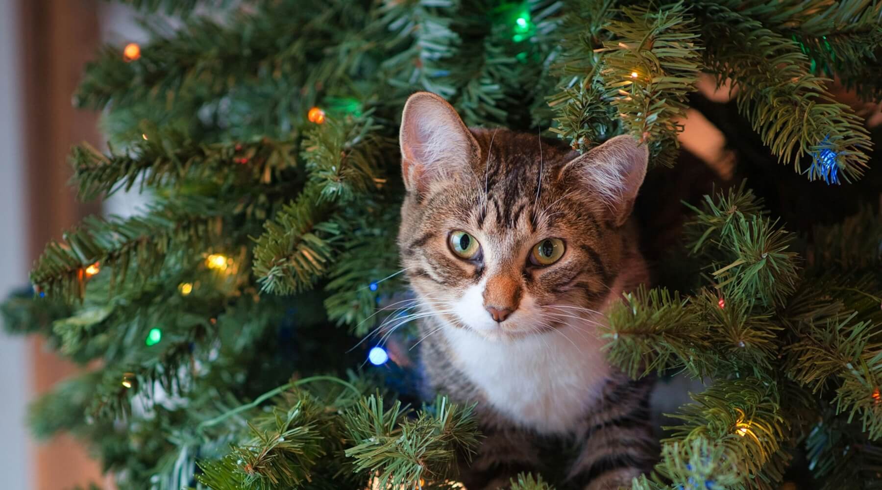 Cat-proofed Christmas tree with a curious feline peeking through