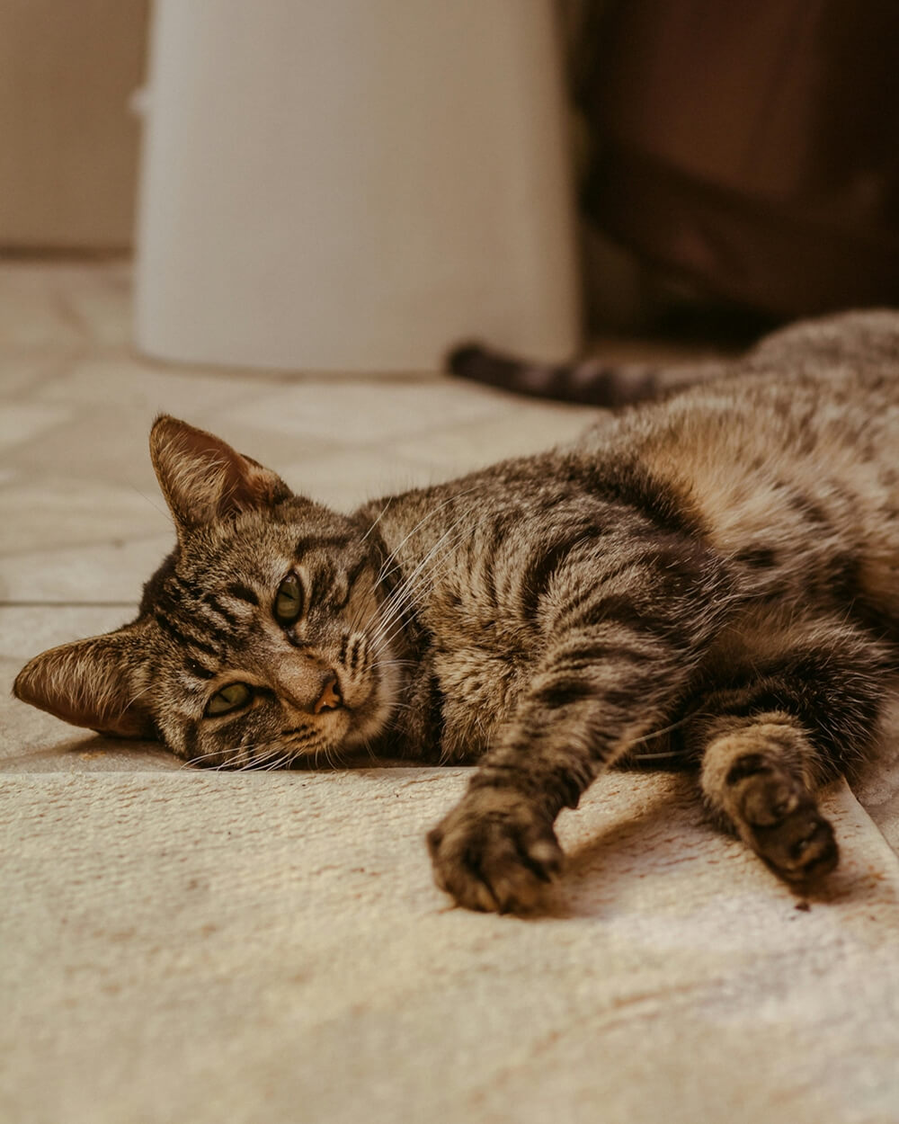 Do Cats Sleep More in Winter?