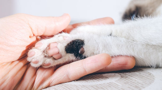 Close-up shot of a cat owner trying to manage his cat's claws